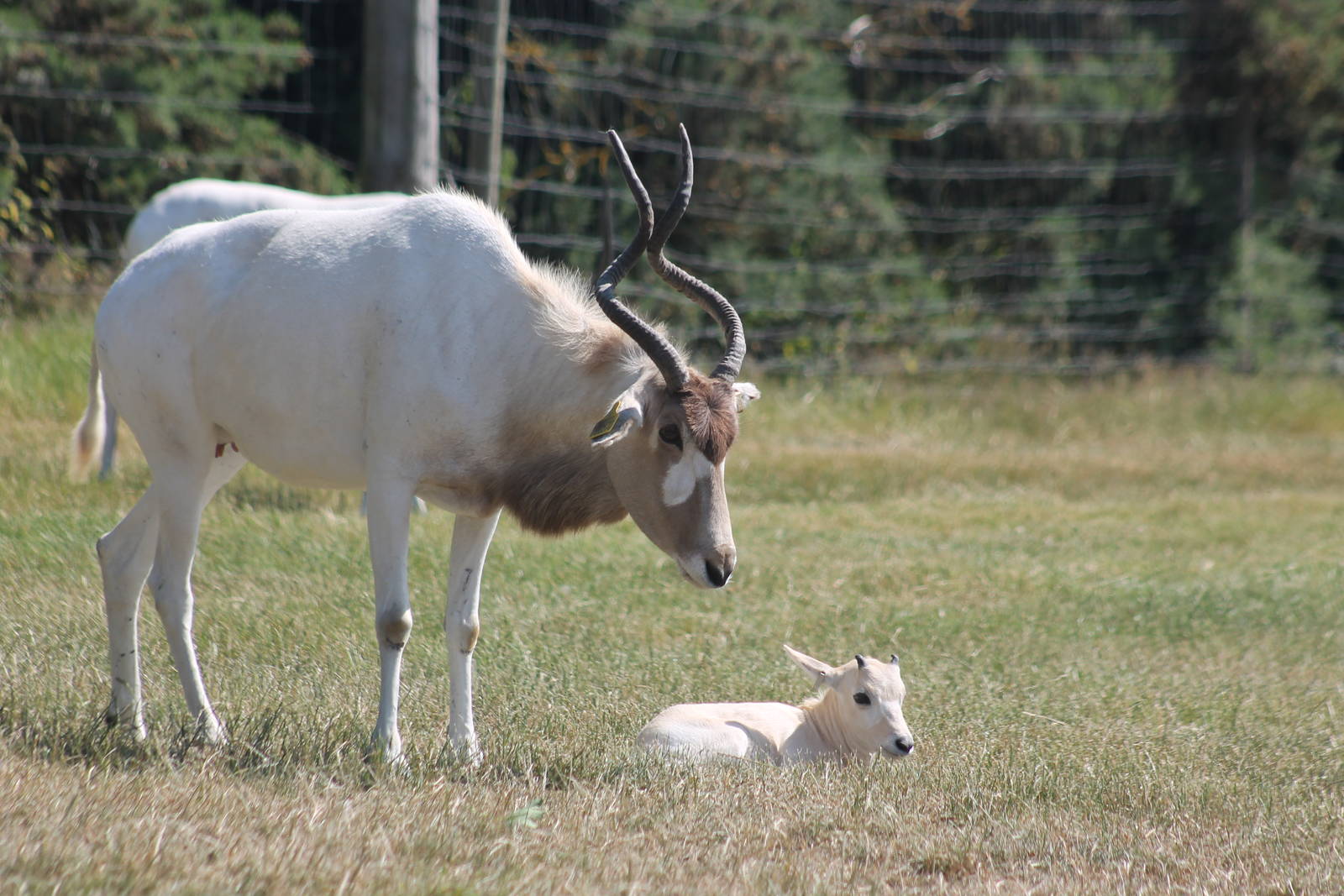 Addax calf West Midlands Safari Park 2013