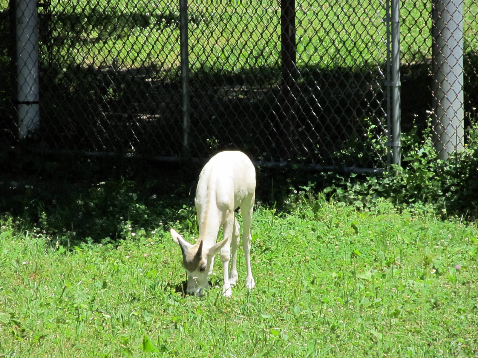 Addax Calf