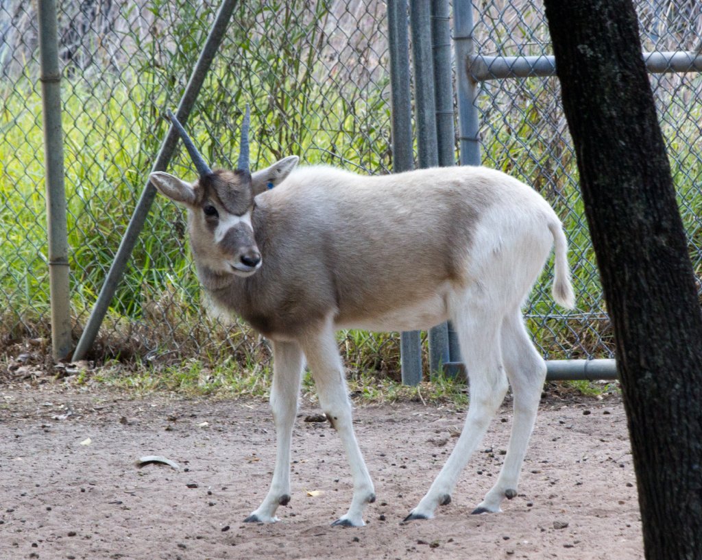 Addax calf