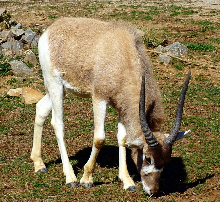 Addax Calf