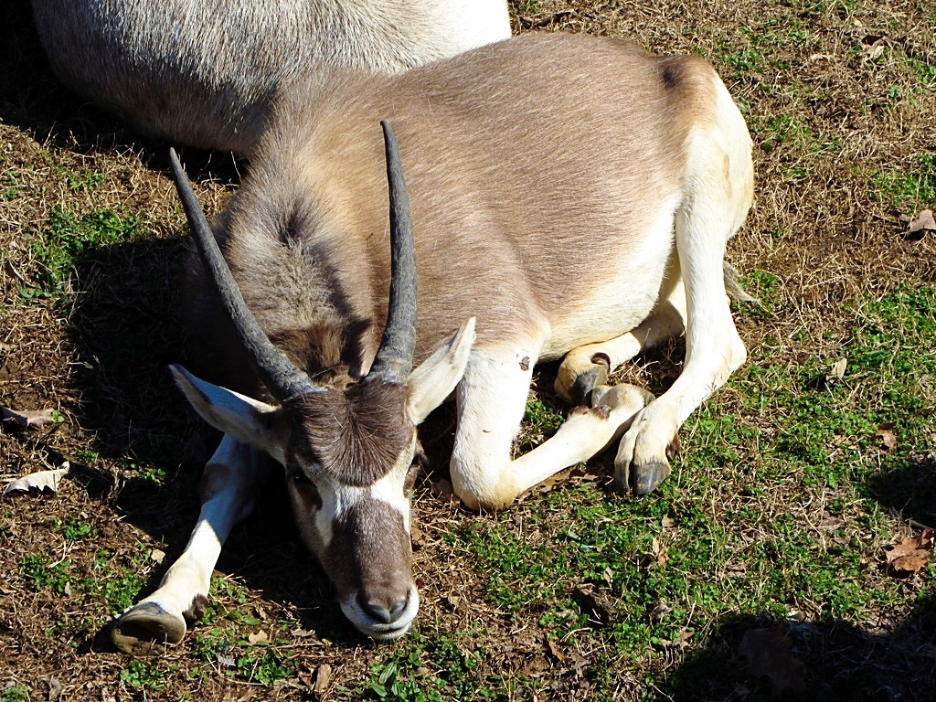 Addax Calf