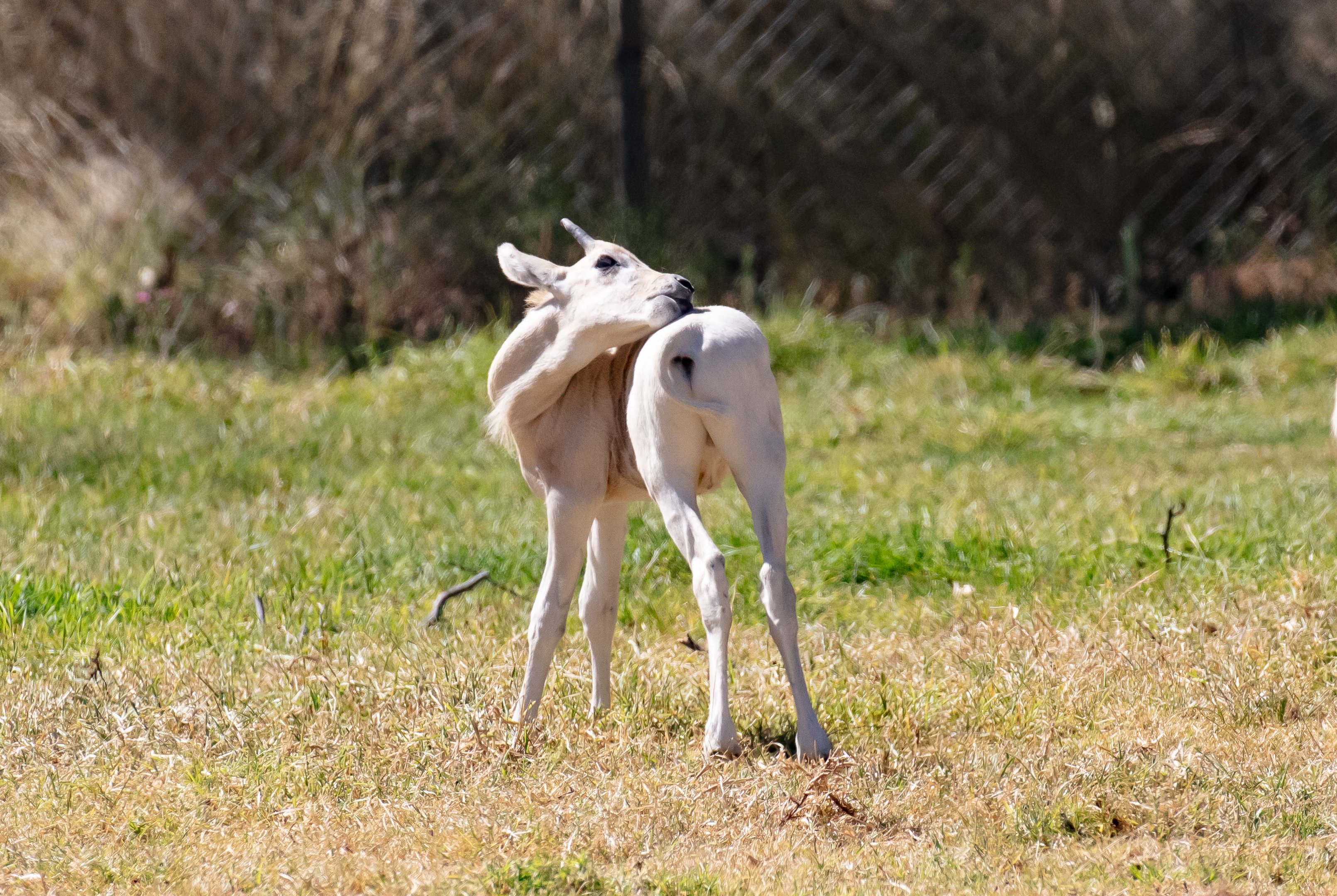 Addax calf