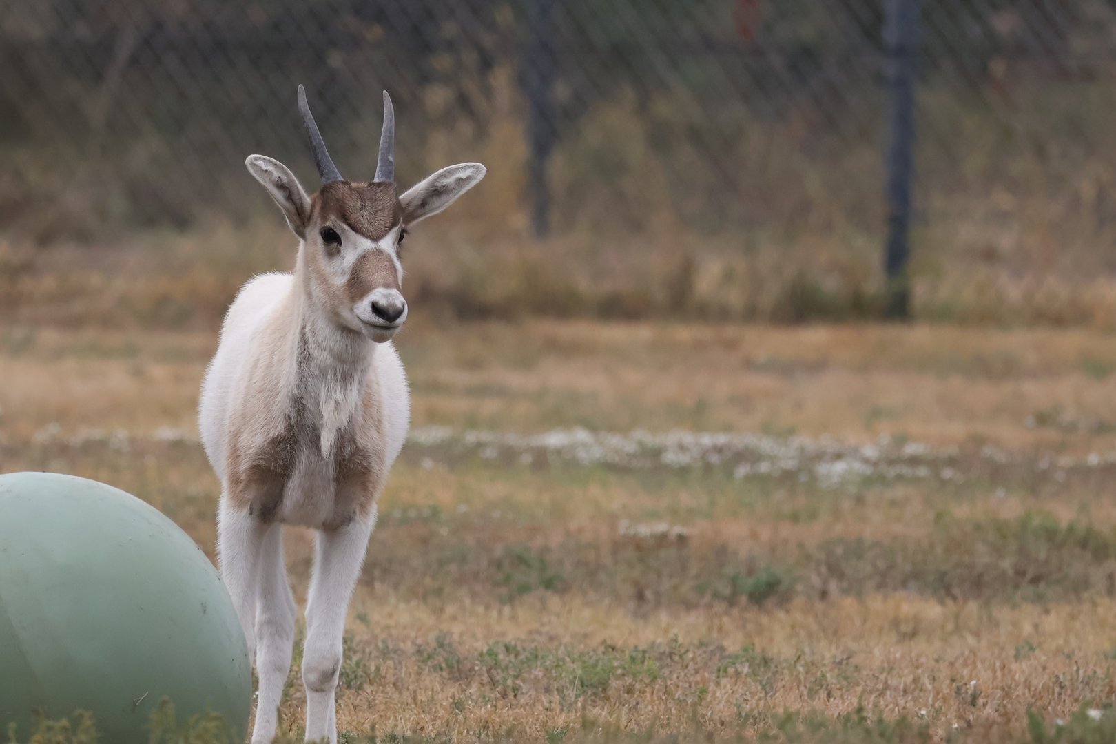 Addax Calf