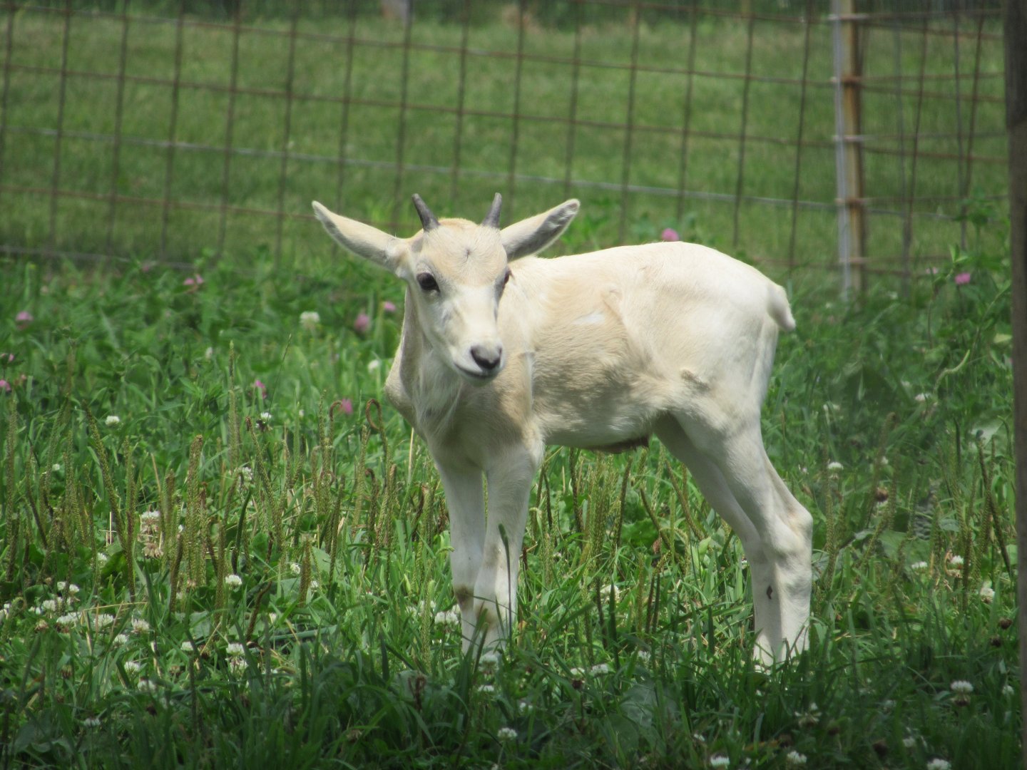 Addax calf