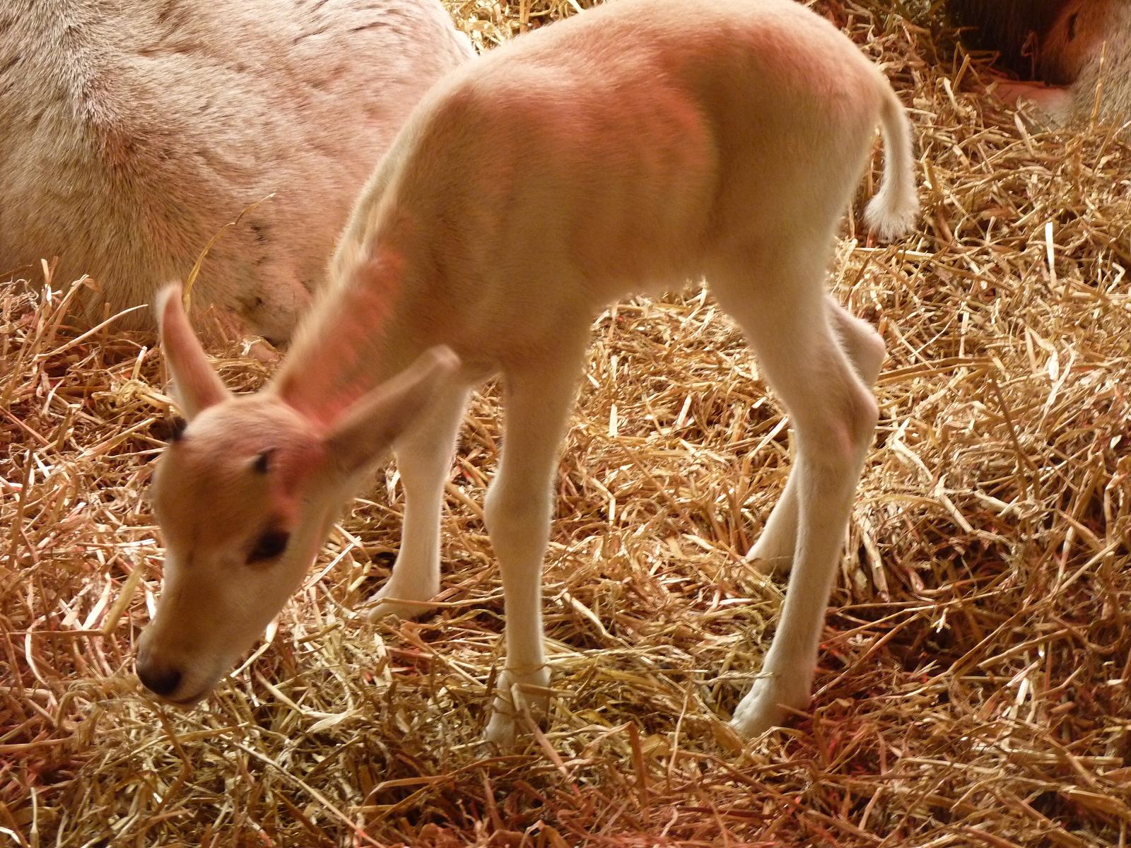 Addax Calf