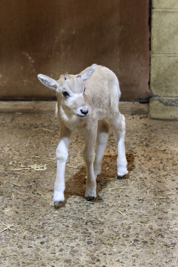 Addax calve