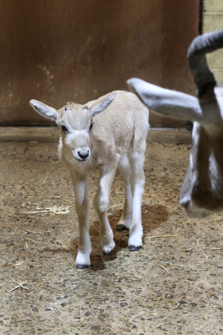 Addax calve