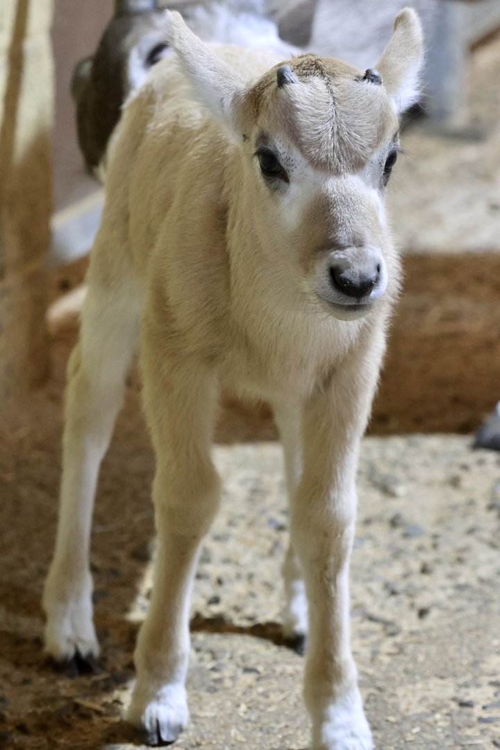 Addax calve
