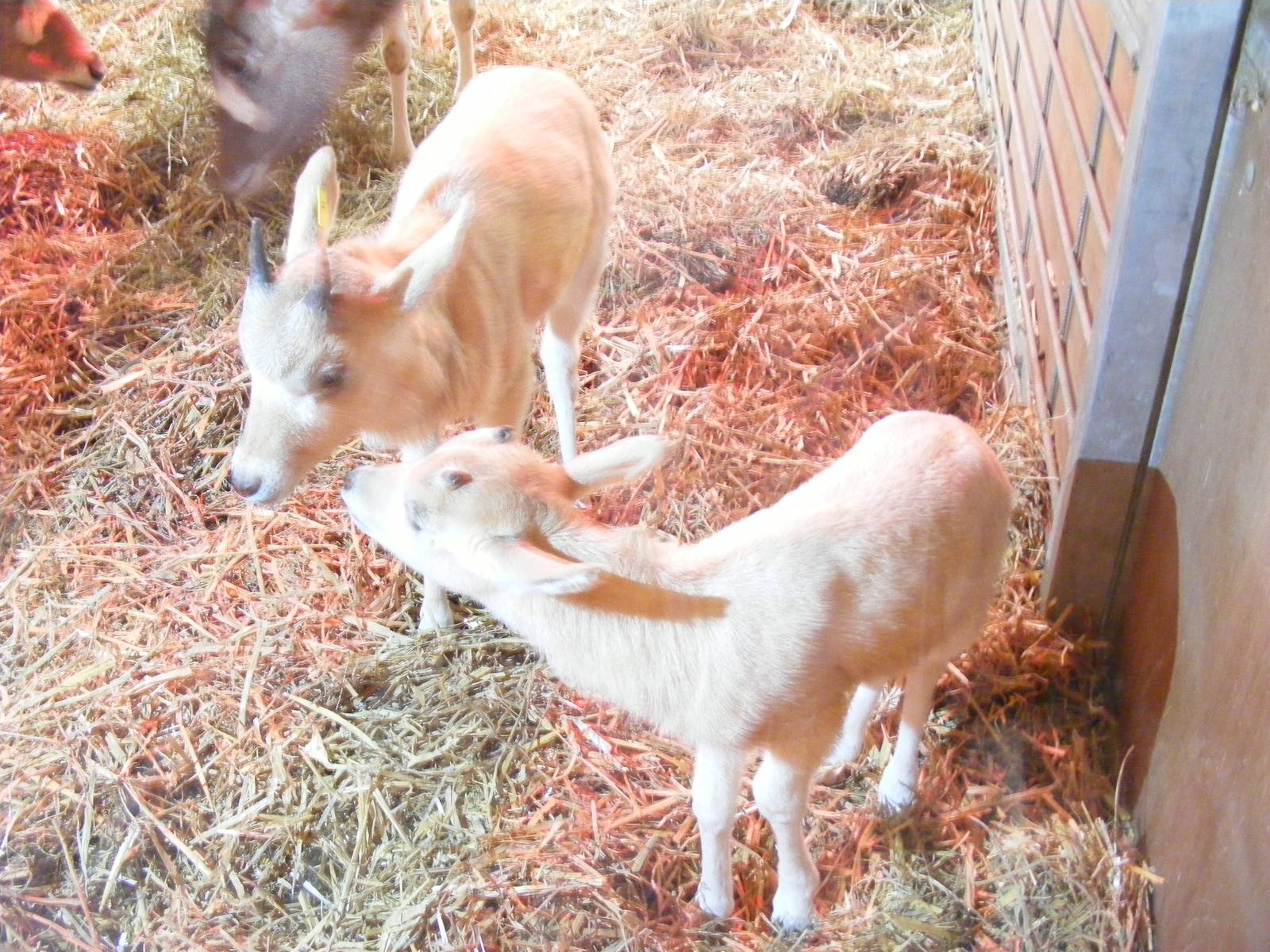 Addax calves at Marwell Wildlife, 6 March 2010