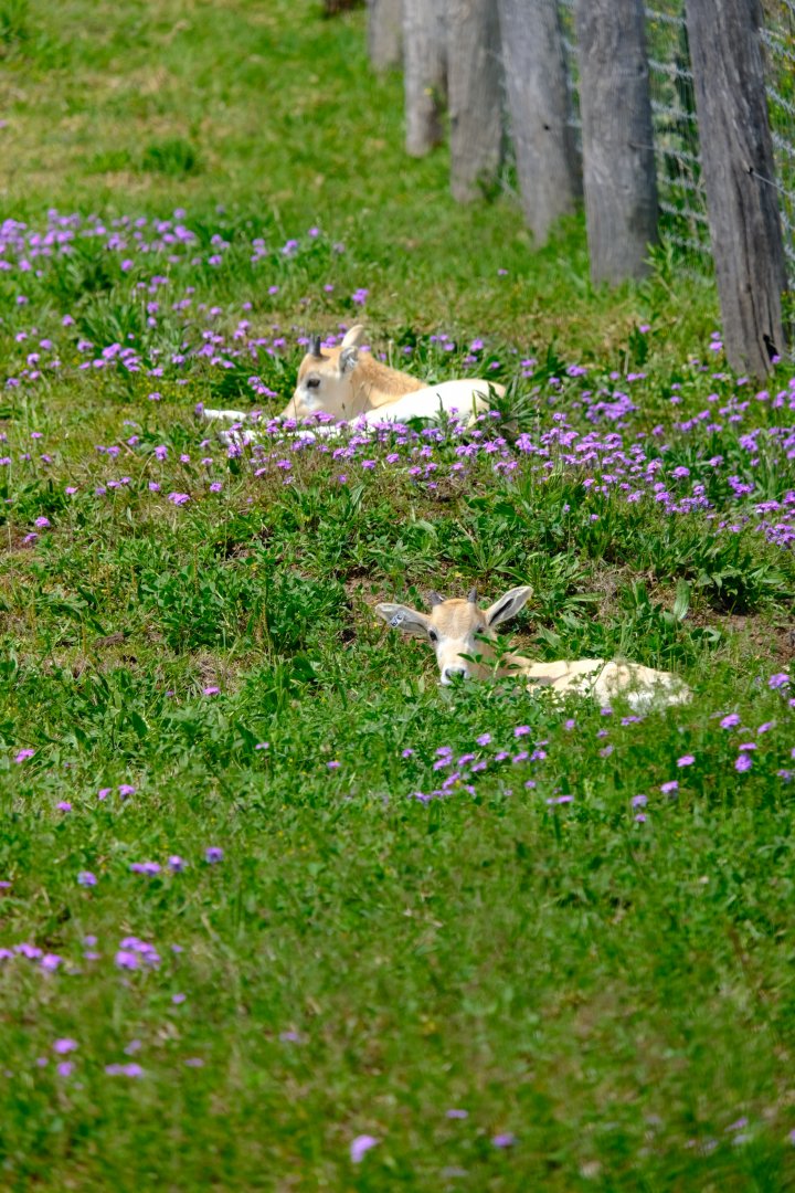 Addax Calves - Darling Downs Zoo