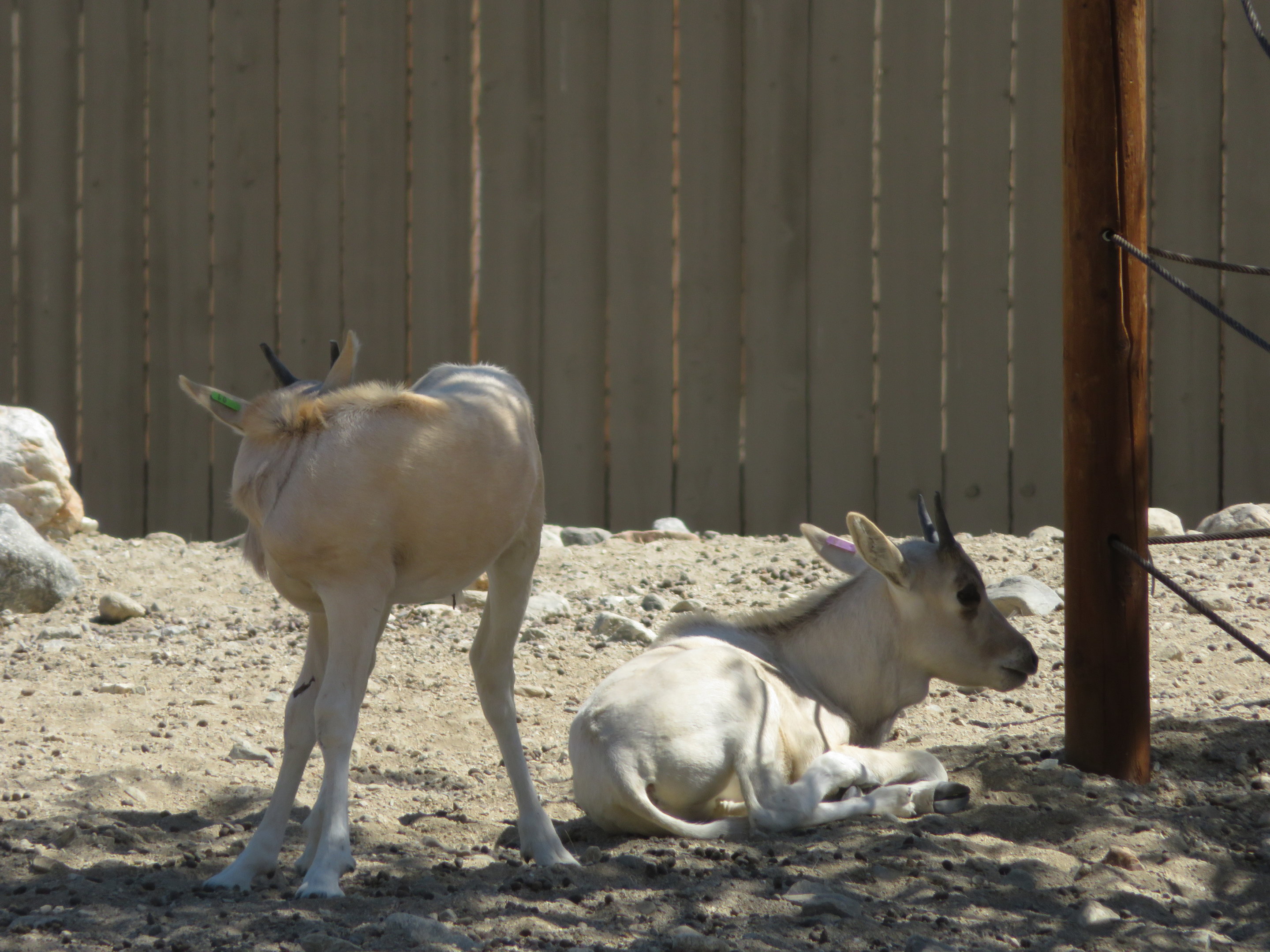 Addax Calves