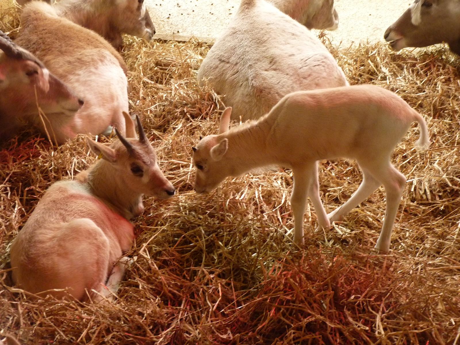Addax Calves