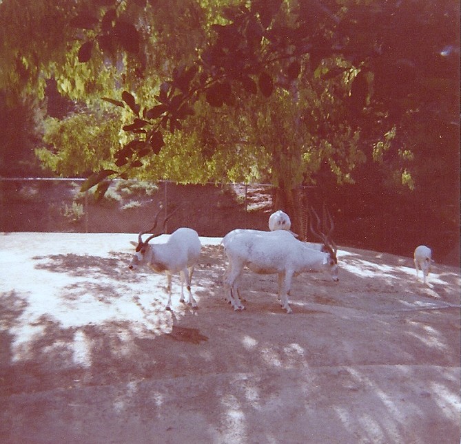 Addax - Circa 1977/78