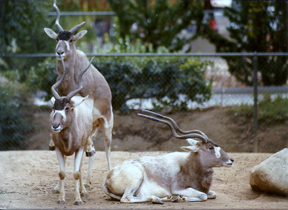 Addax - Circa 1980