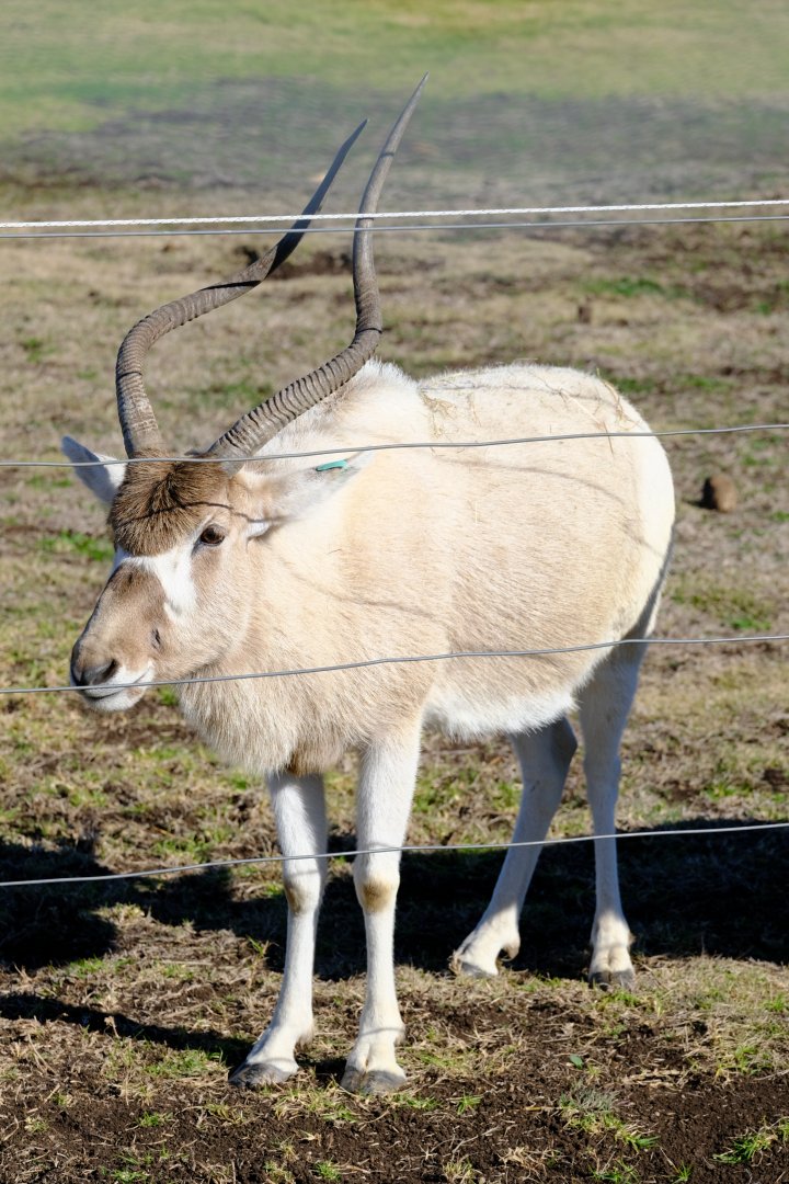 Addax - Darling Downs Zoo