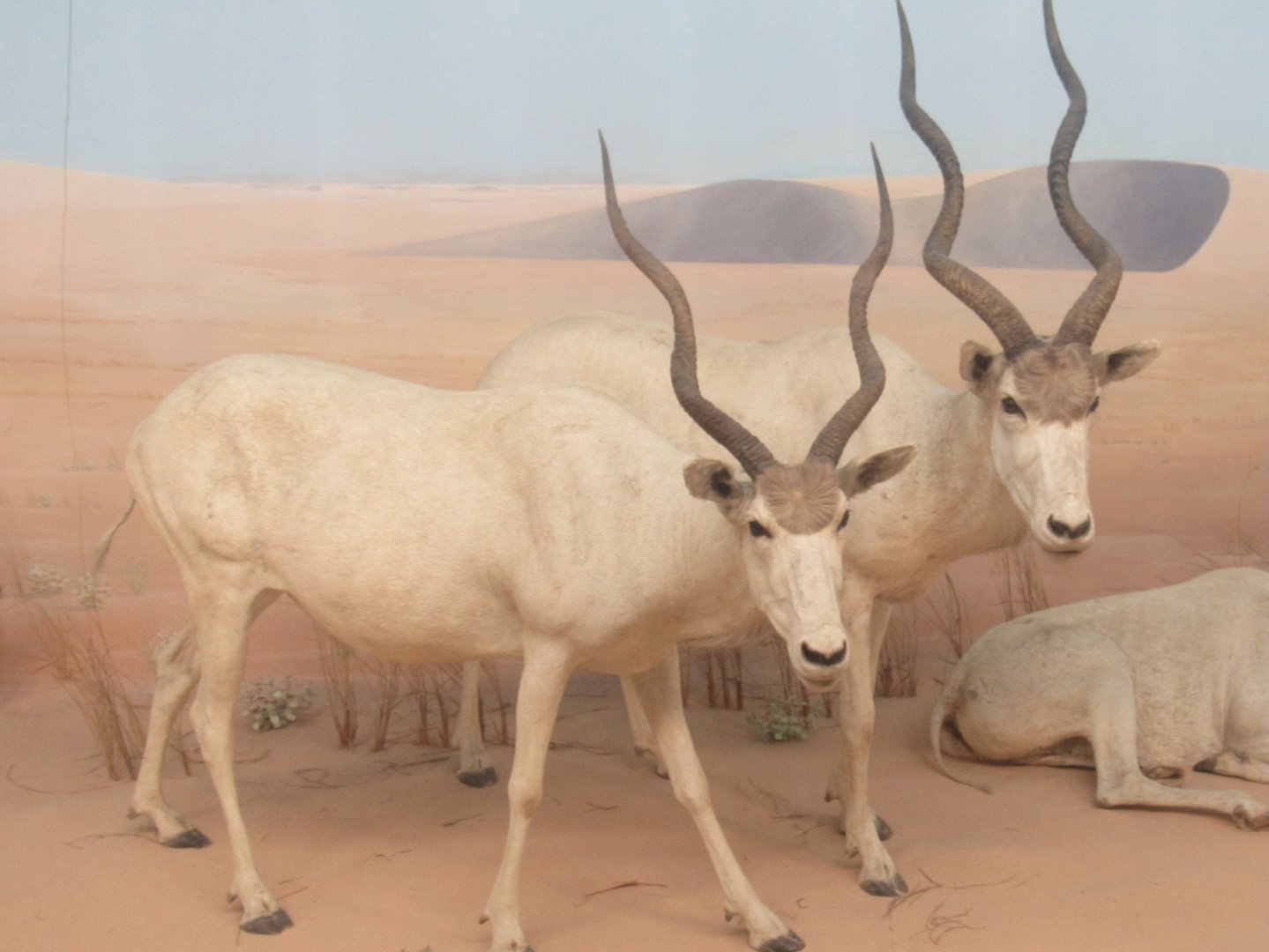 addax diorama