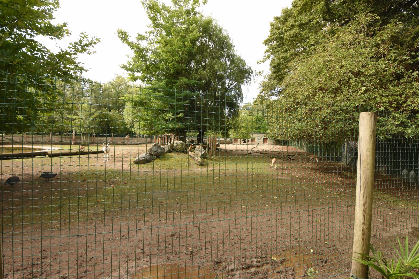 Addax & Dorcas Gazelle enclosure