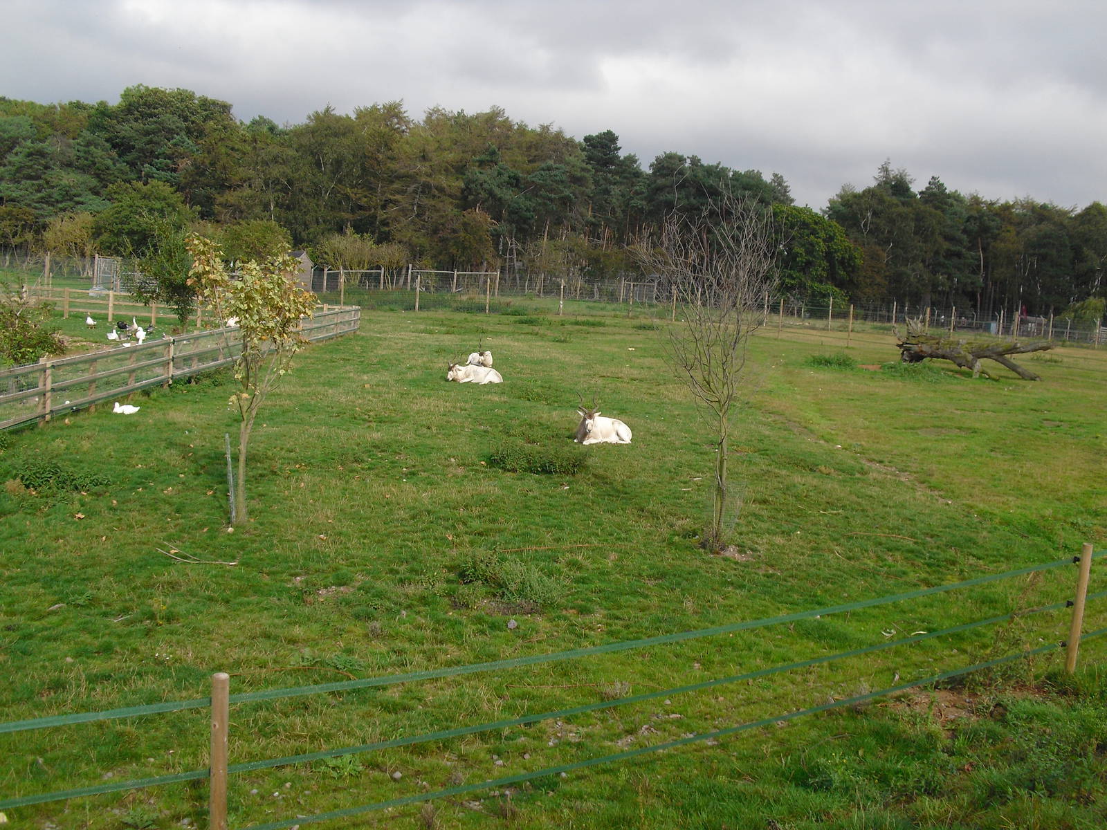 Addax Enclosure - 06/09/2011