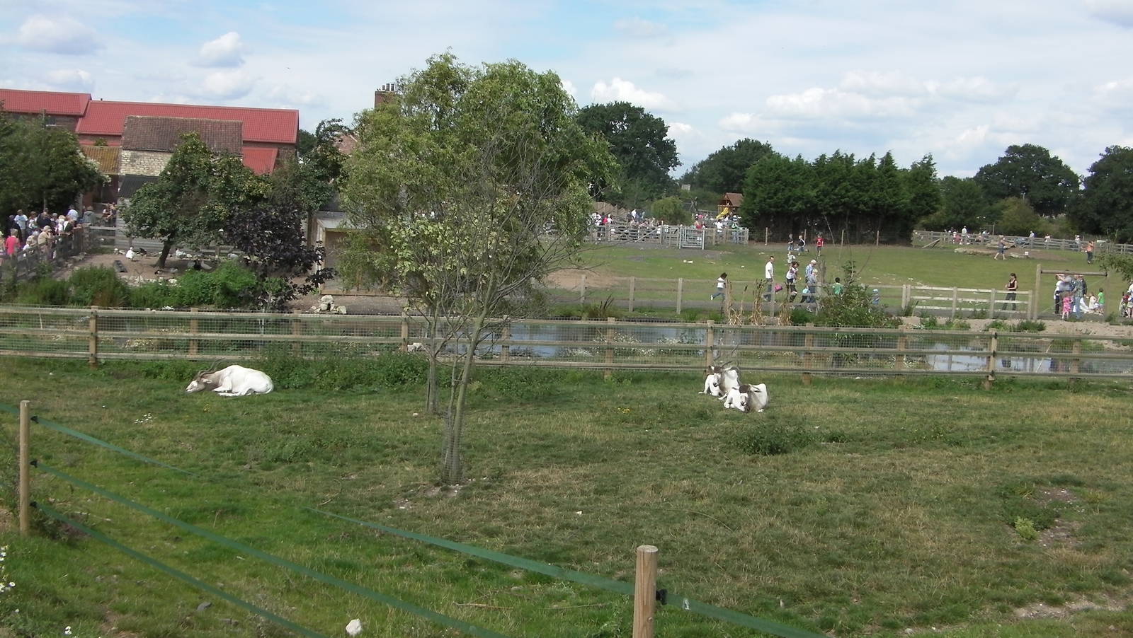 Addax Enclosure - 19.08.2011