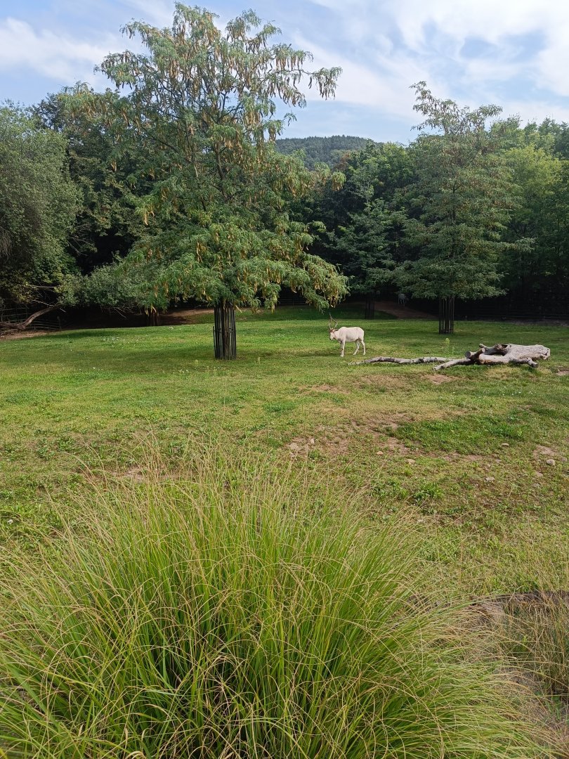 Addax enclosure - Across the Continents
