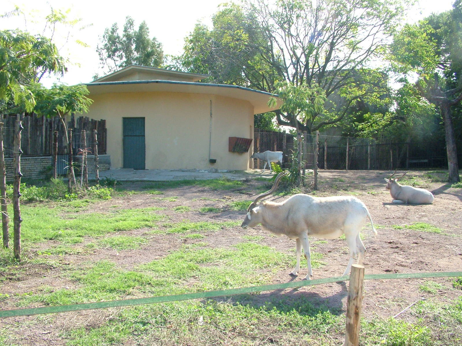 Addax enclosure at Bioparco Rome 15/10/09