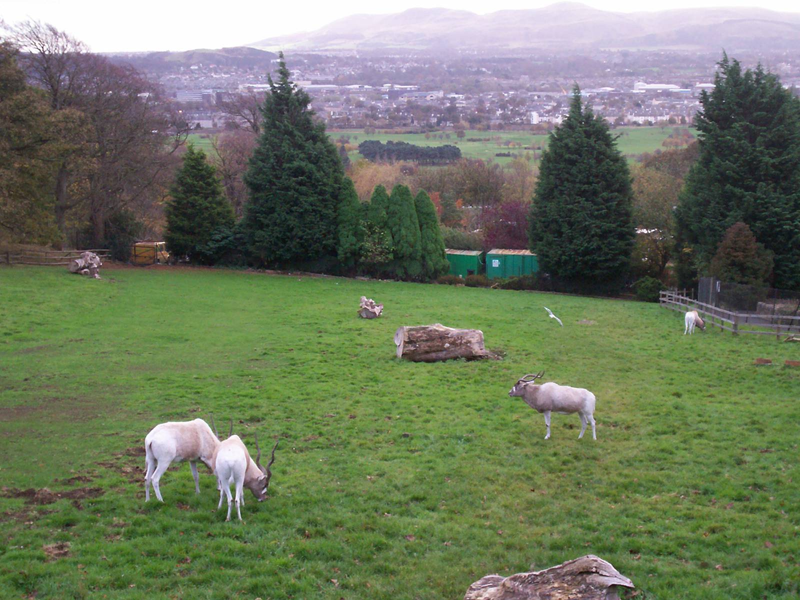 Addax enclosure at Edinburgh zoo