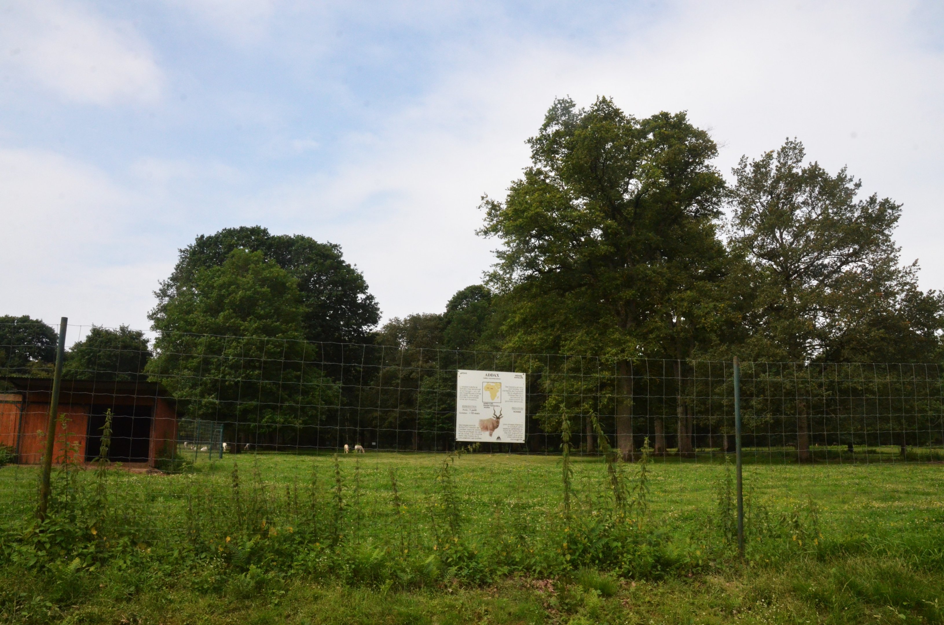 Addax Enclosure at Haute-Touche, 14/06/18