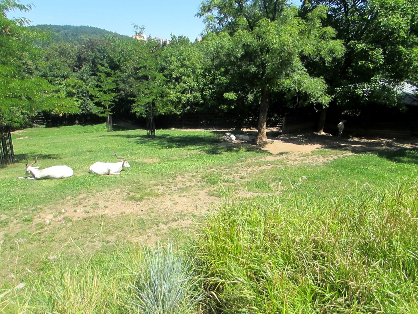 Addax enclosure - July/2017