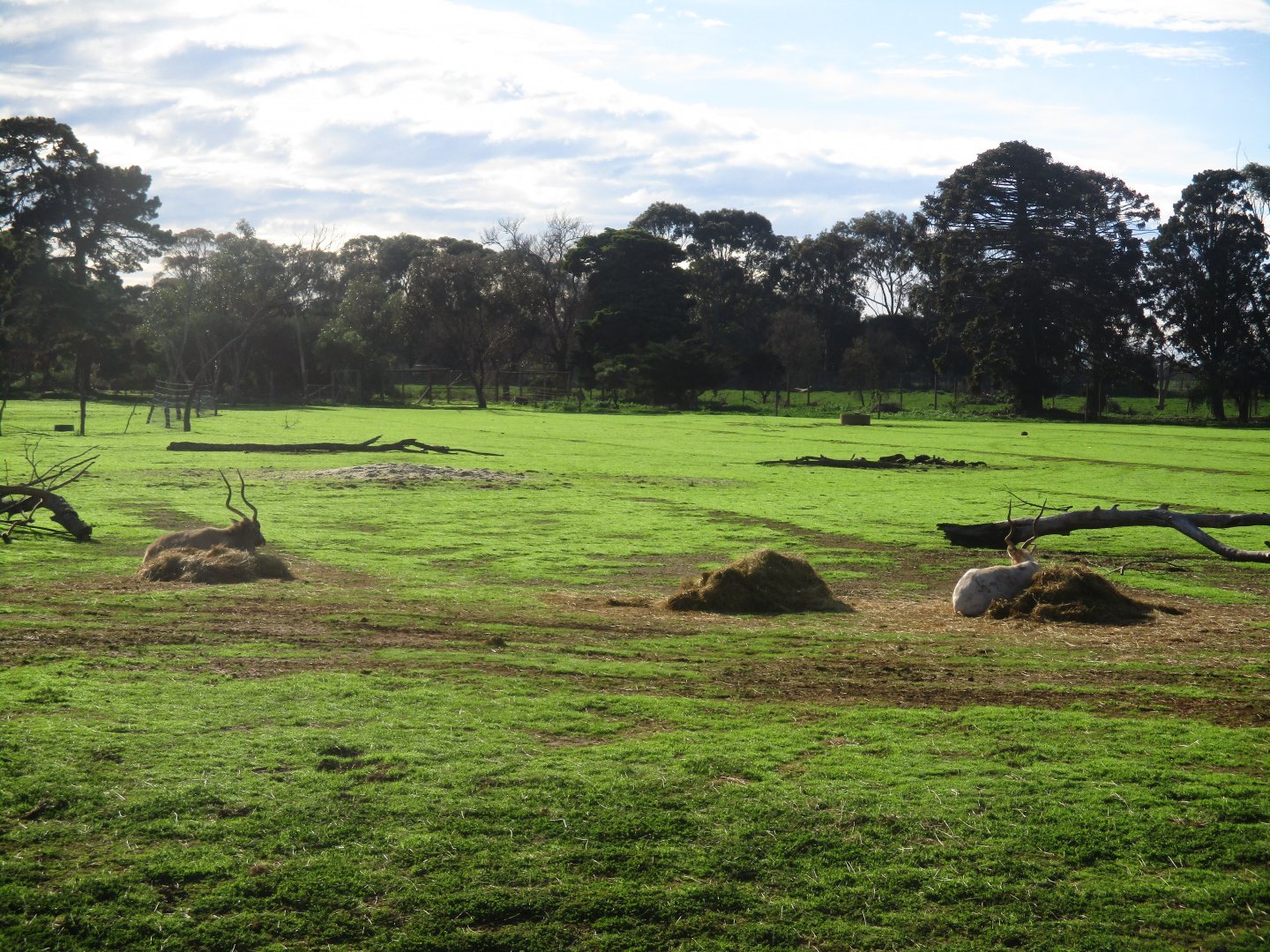 Addax Enclosure - June 2016