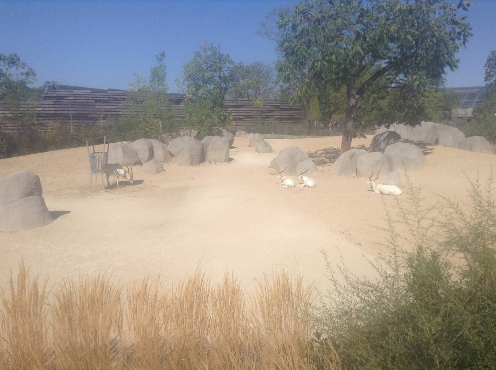 Addax Enclosure - Paris Zoo