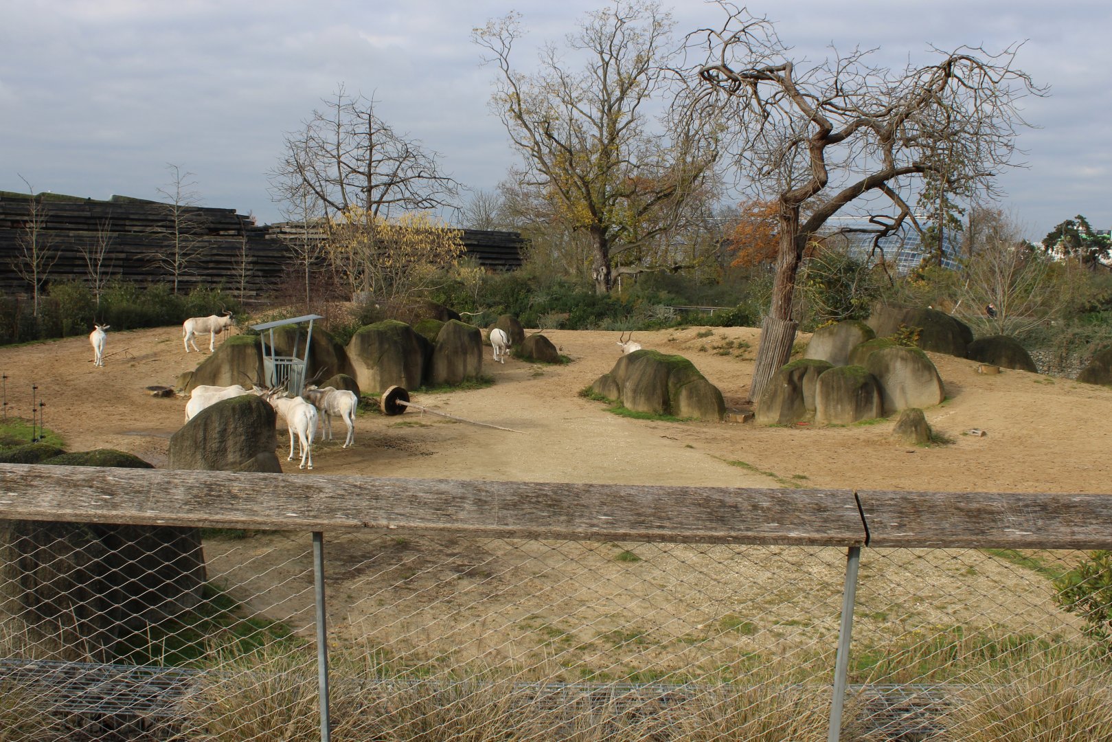 Addax enclosure