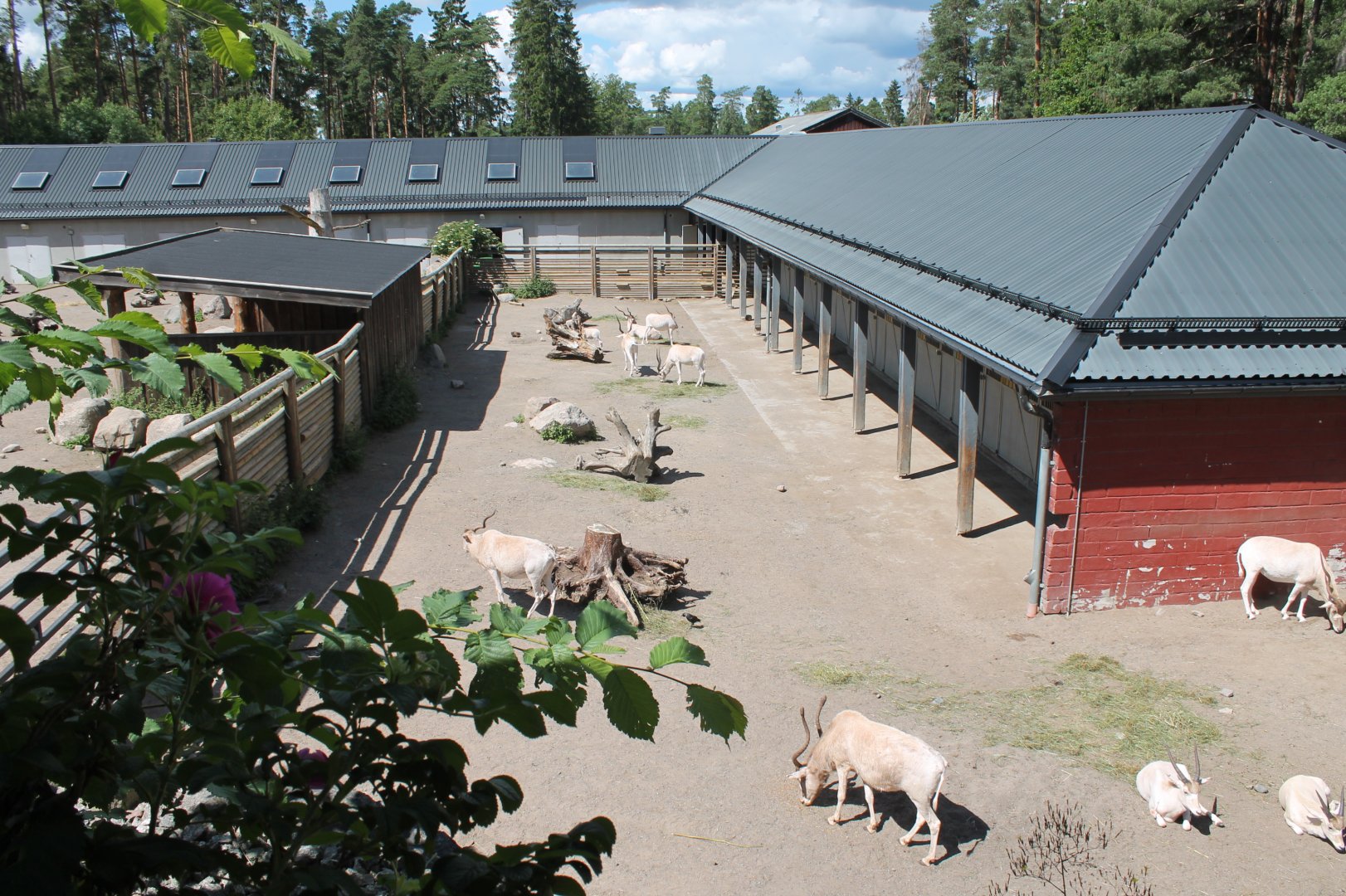 Addax Enclosure