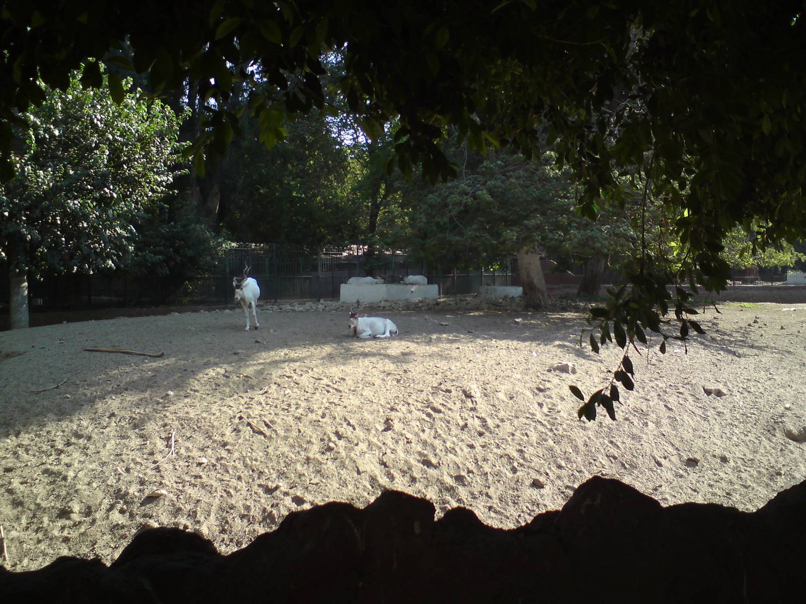 Addax enclosure