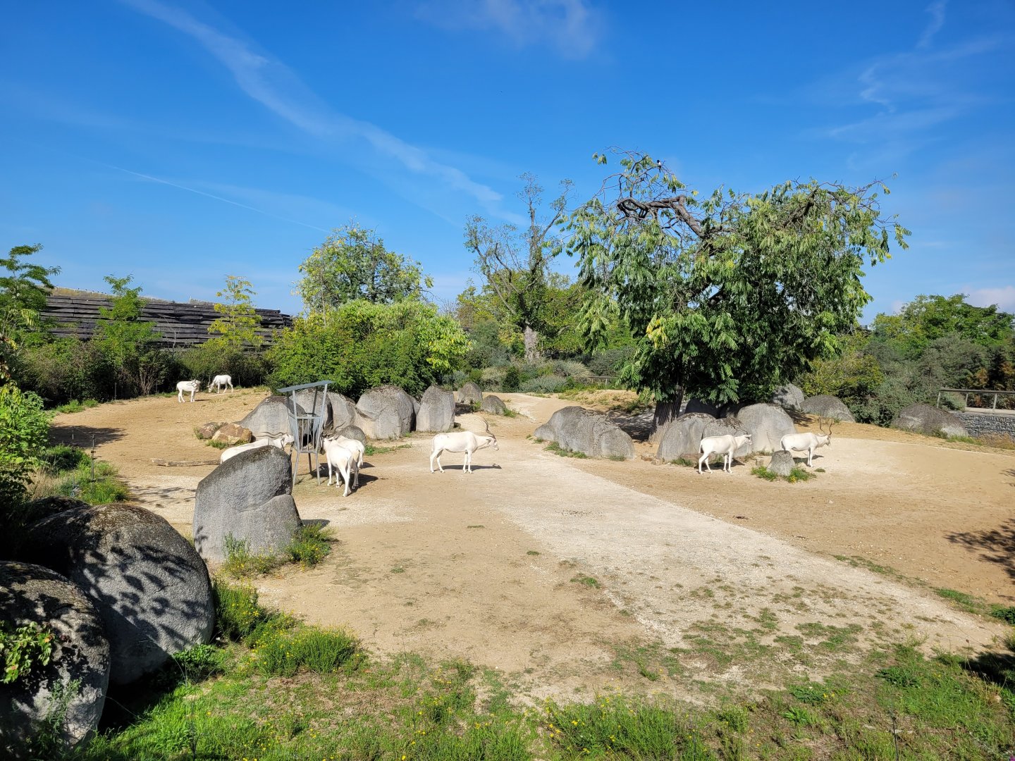 Addax exhibit -Parc Zoologique de Paris (2022)