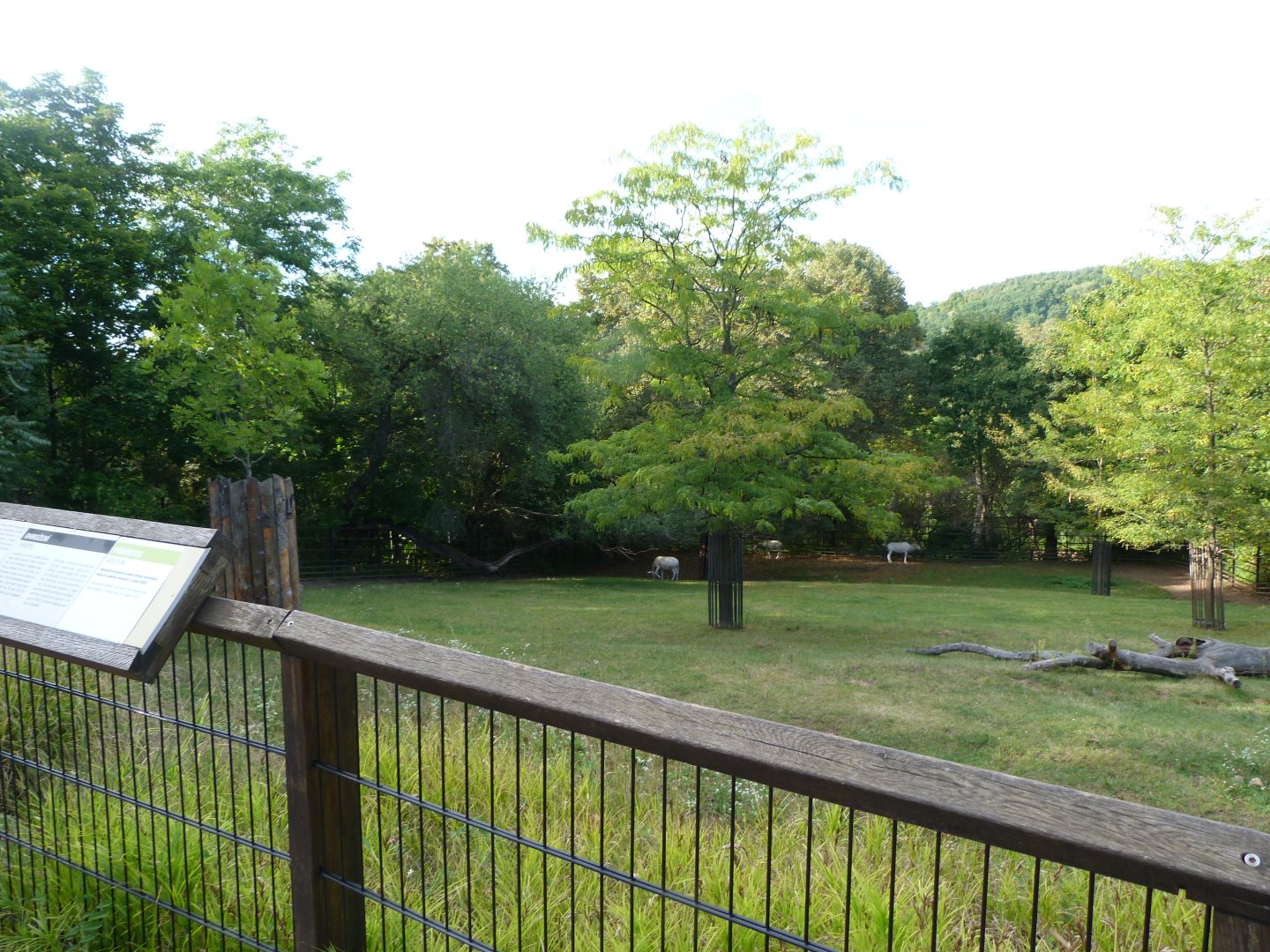 Addax exhibit -Zoo Praha (2025)