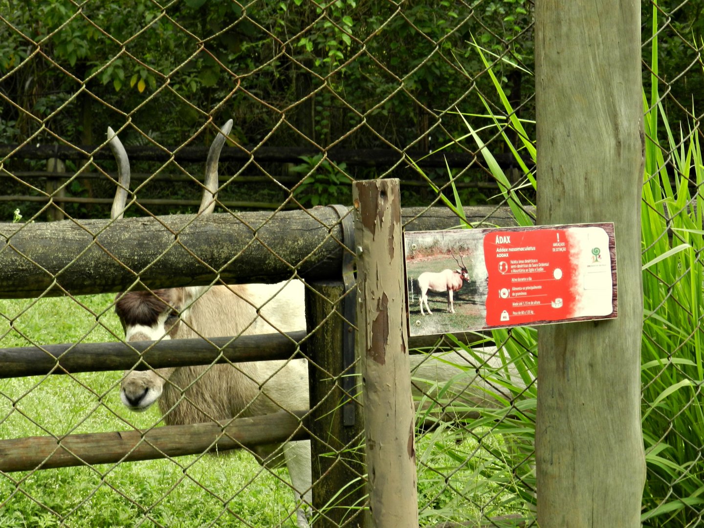 Addax exhibit - Zoo São Paulo