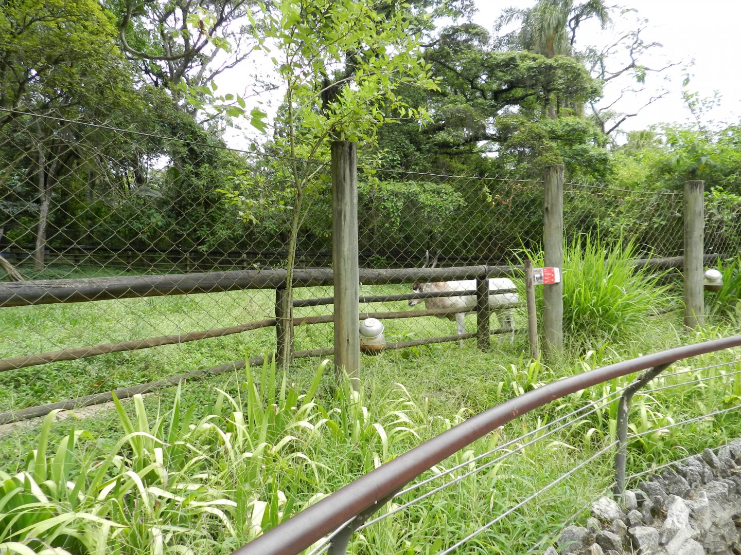 Addax exhibit - Zoo São Paulo