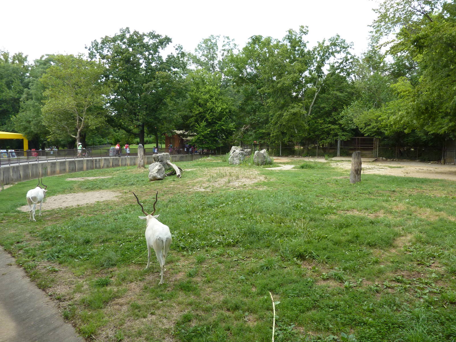 Addax Exhibit