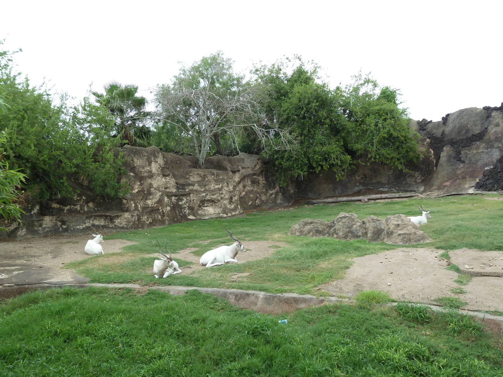 Addax Exhibit