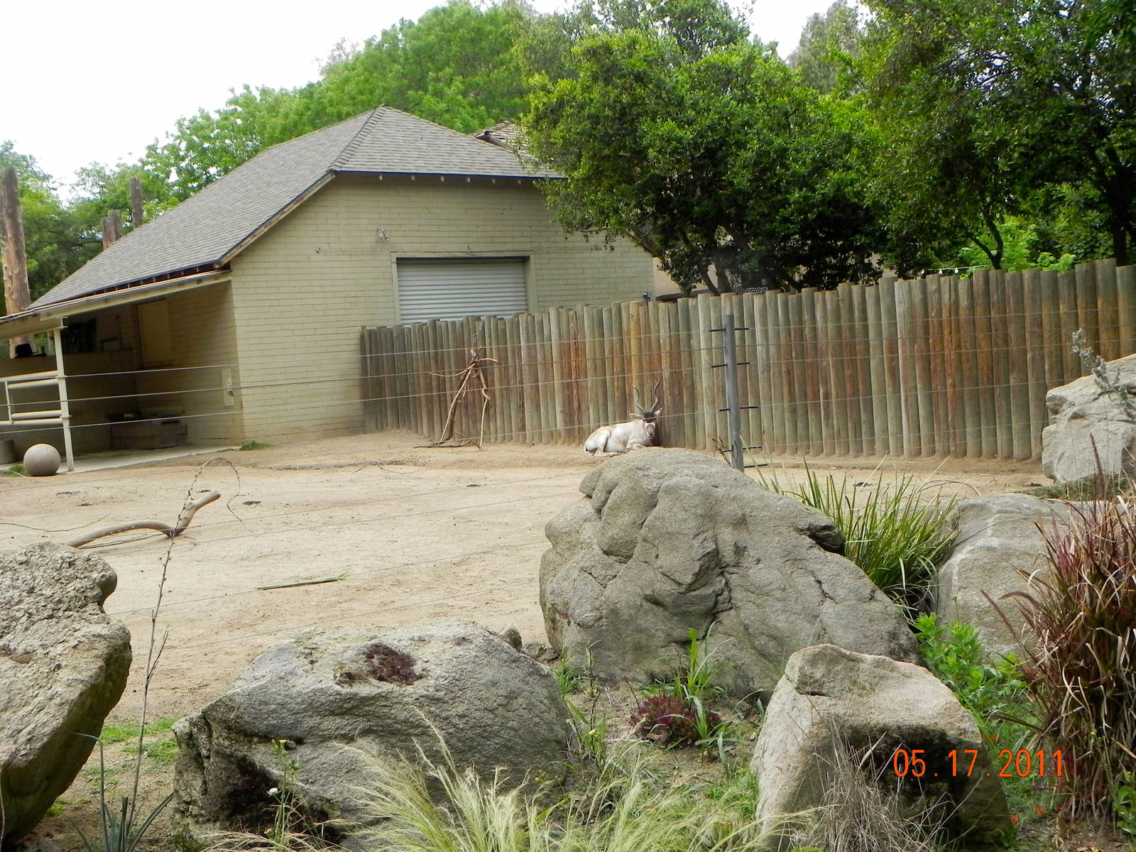 Addax exhibit