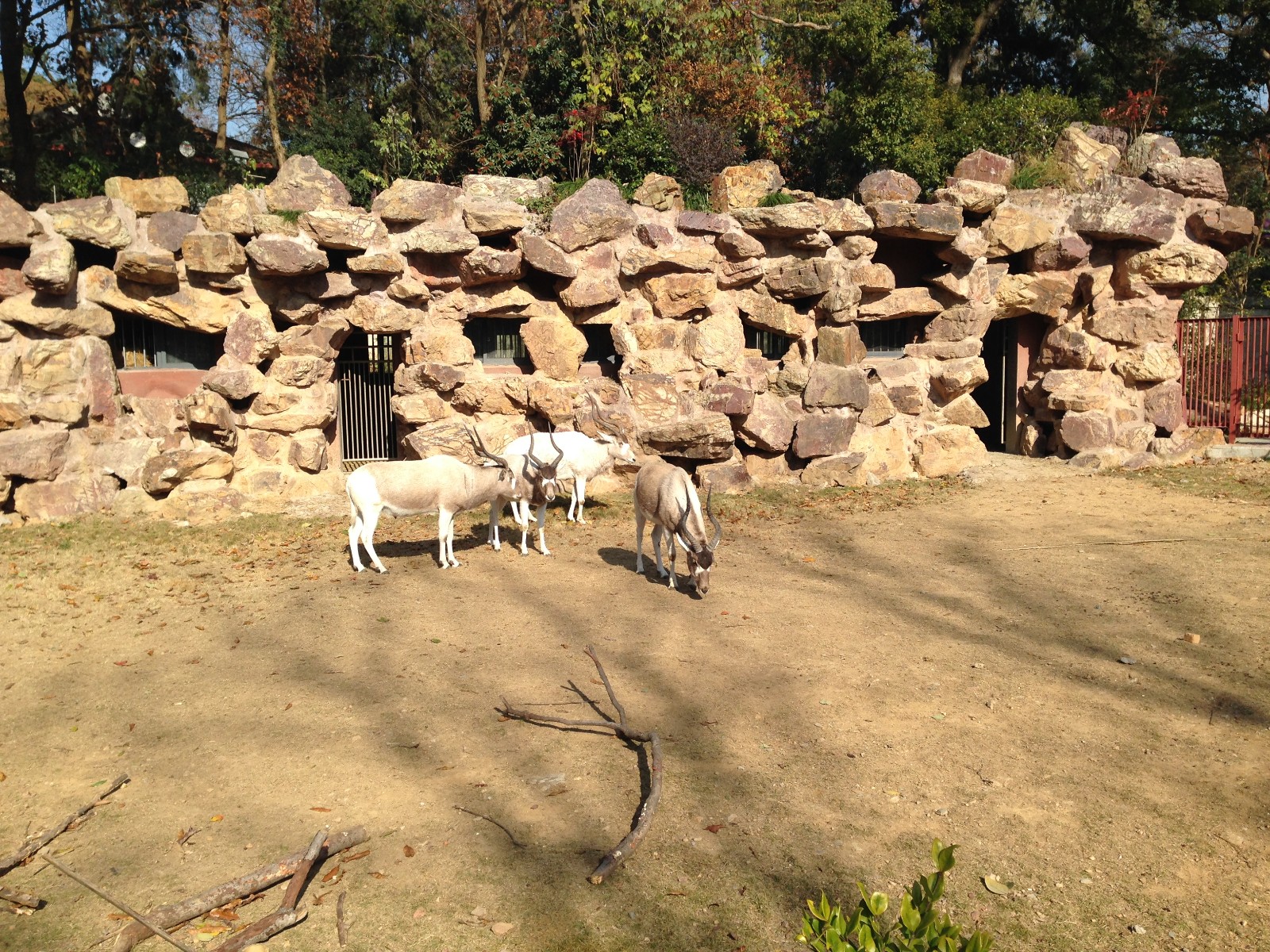 Addax exhibit