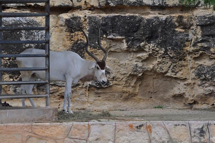 Addax Exhibit