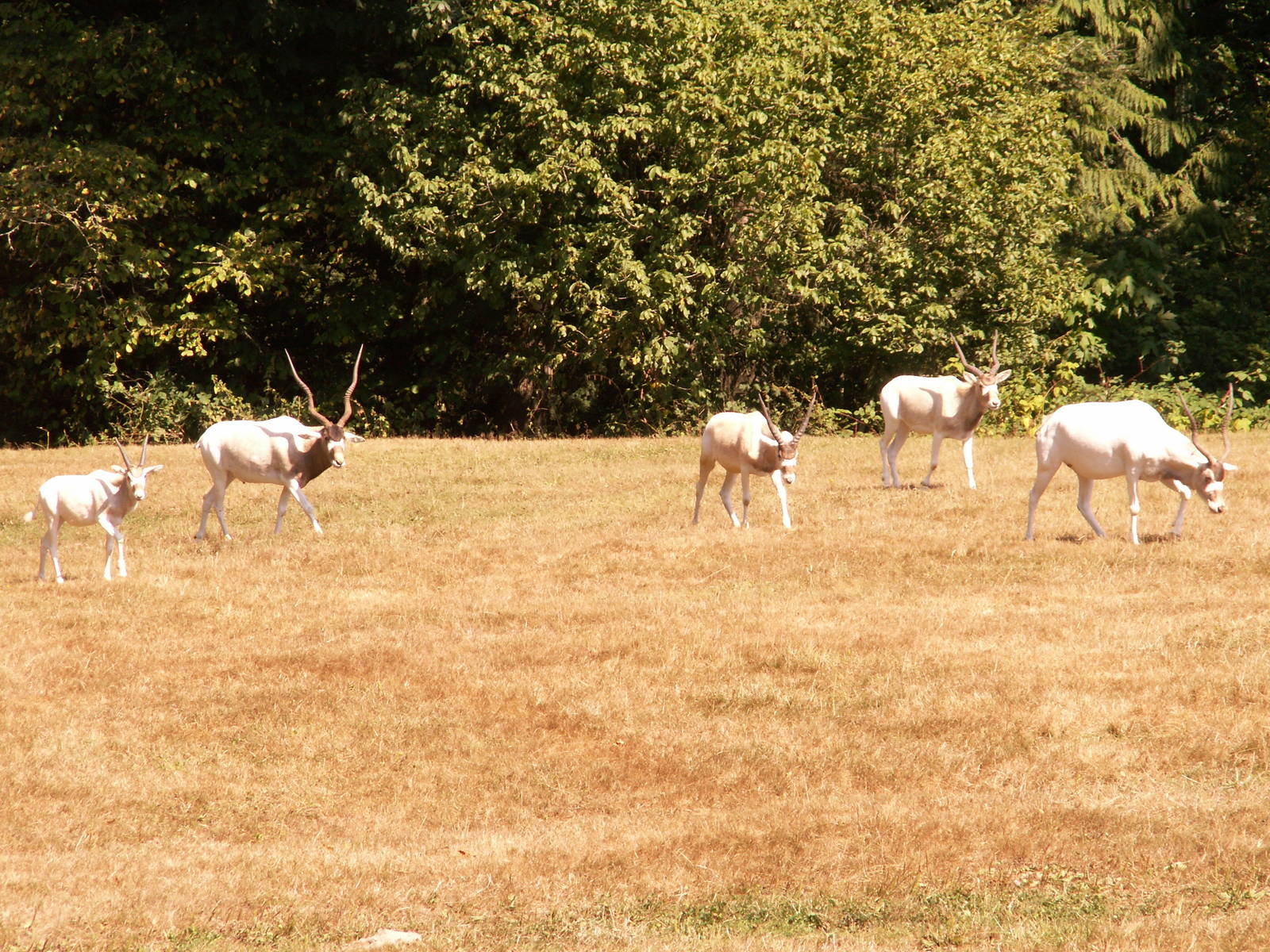 addax family