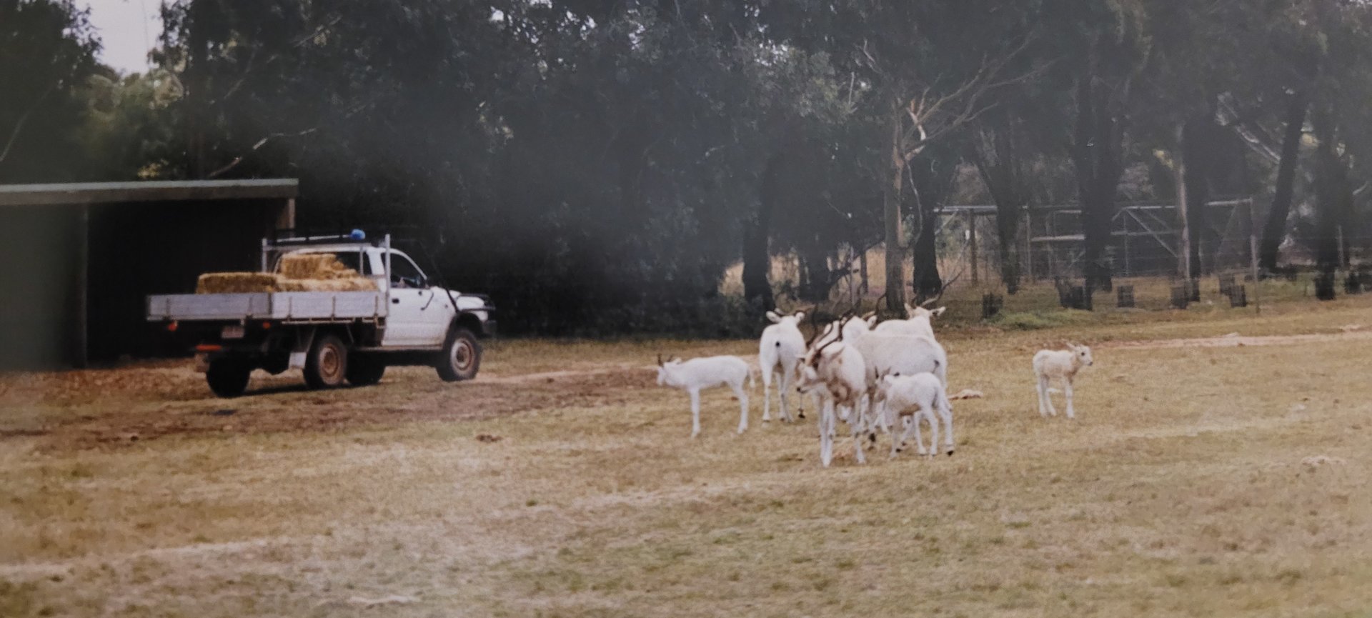 Addax group - late 90s