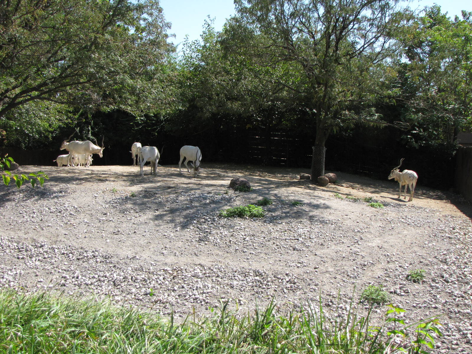 Addax Habitat