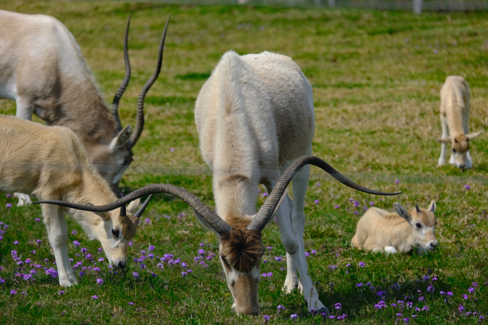 Addax Herd - Darling Downs Zoo