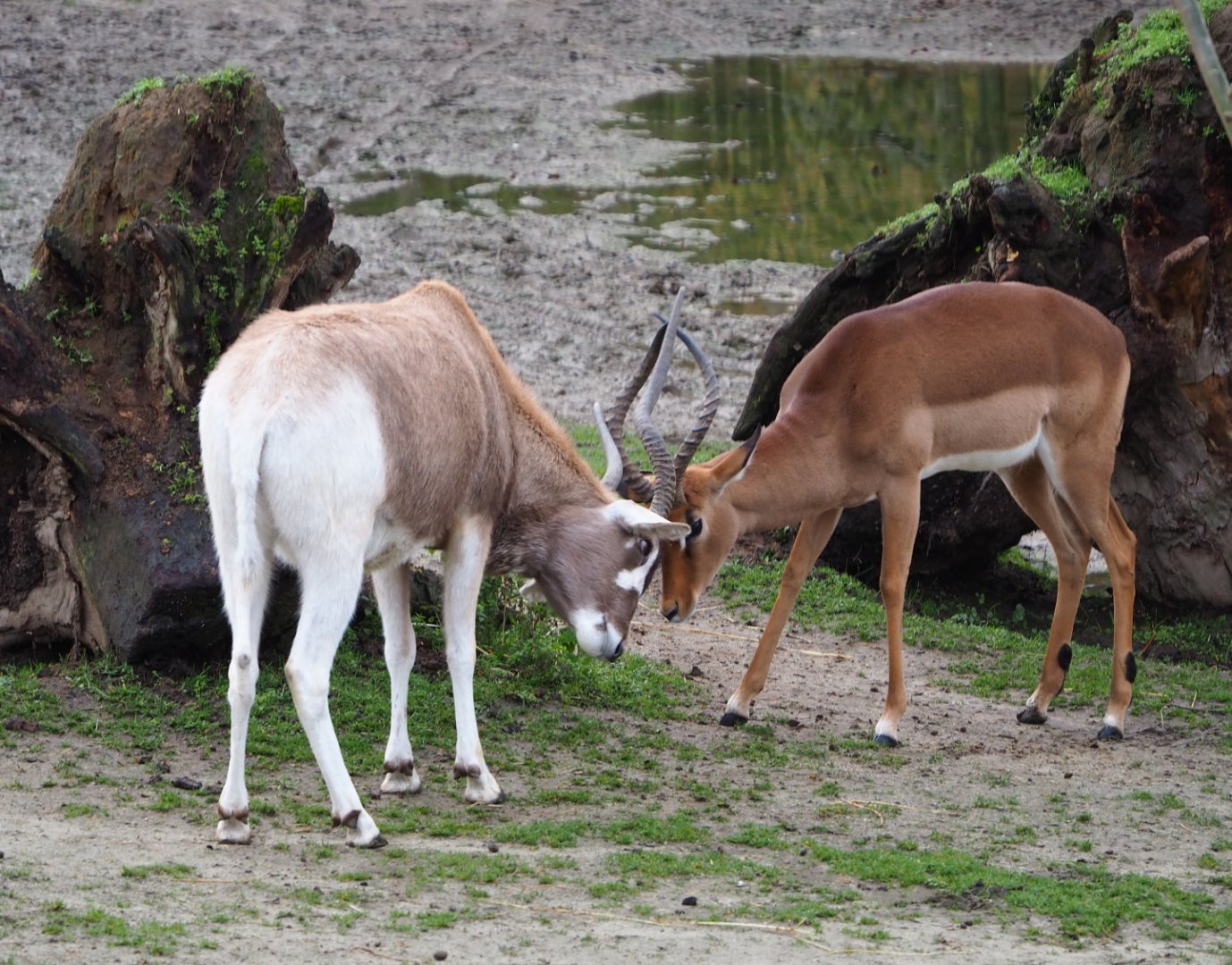 Addax - Impala buck conflict, 2020-01-11
