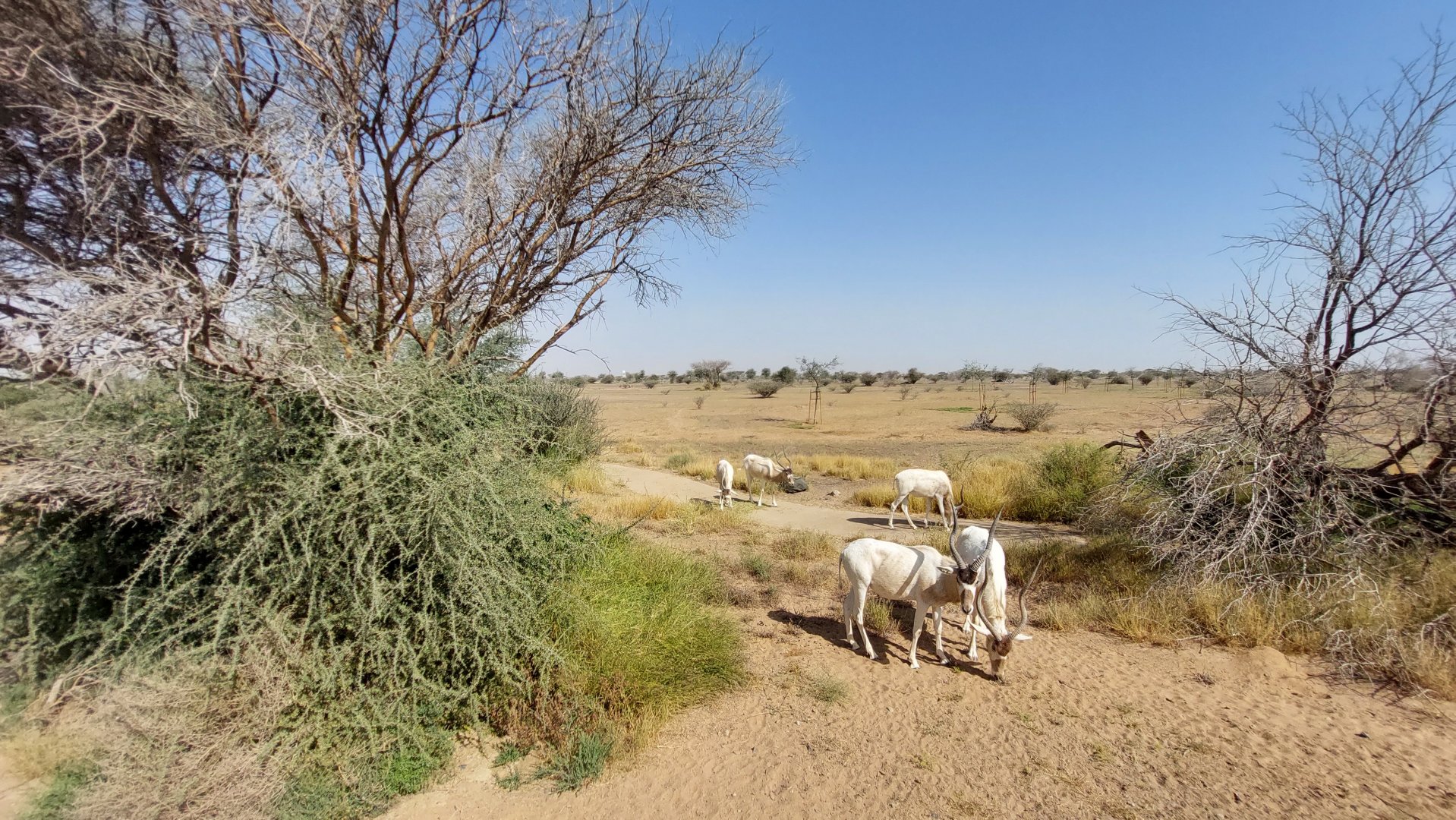 Addax in Sahel exhibit