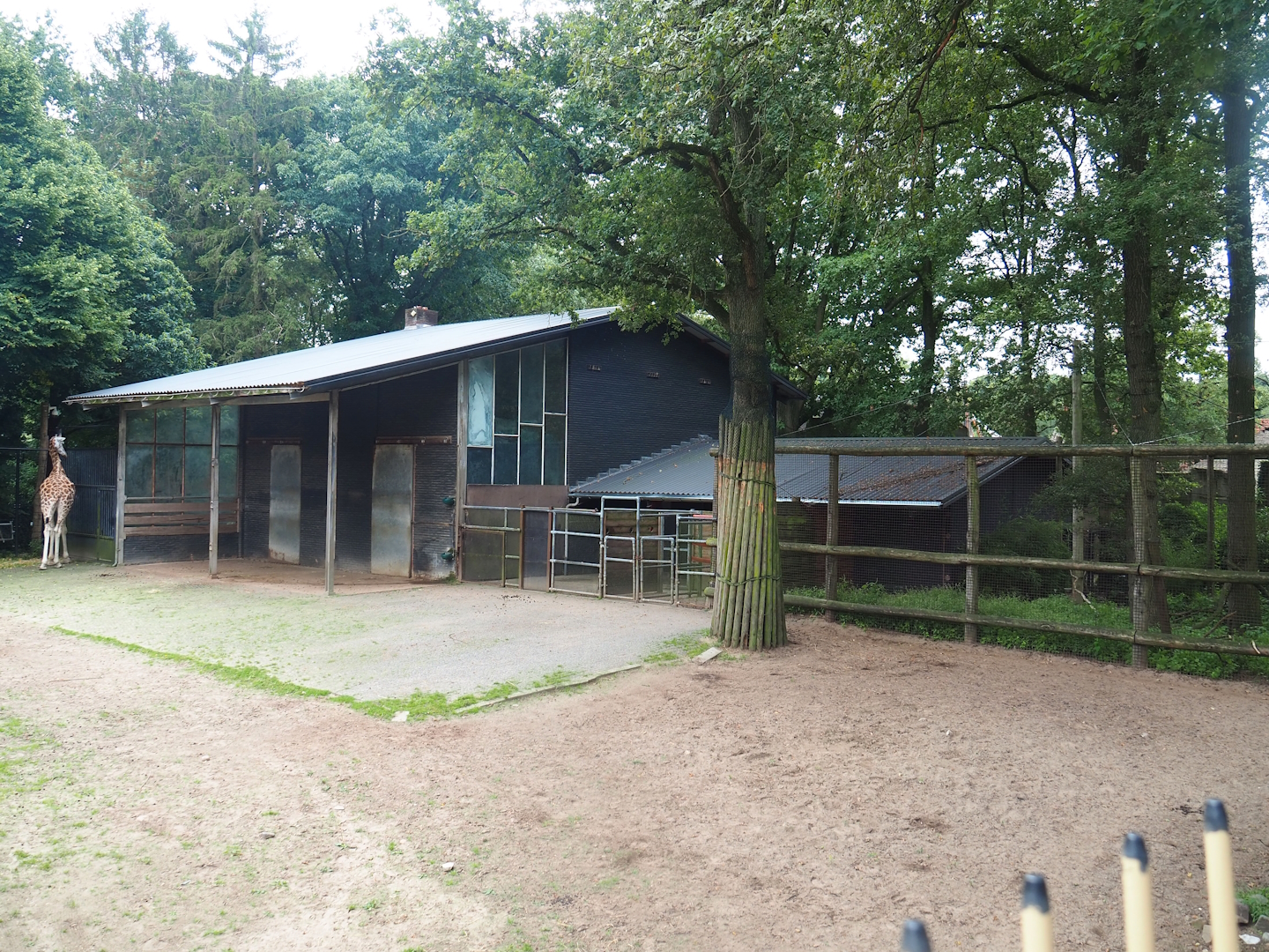 Addax, Kordofan giraffe and Rothschild's giraffe building and Crowned crane aviary, 2023-08-17