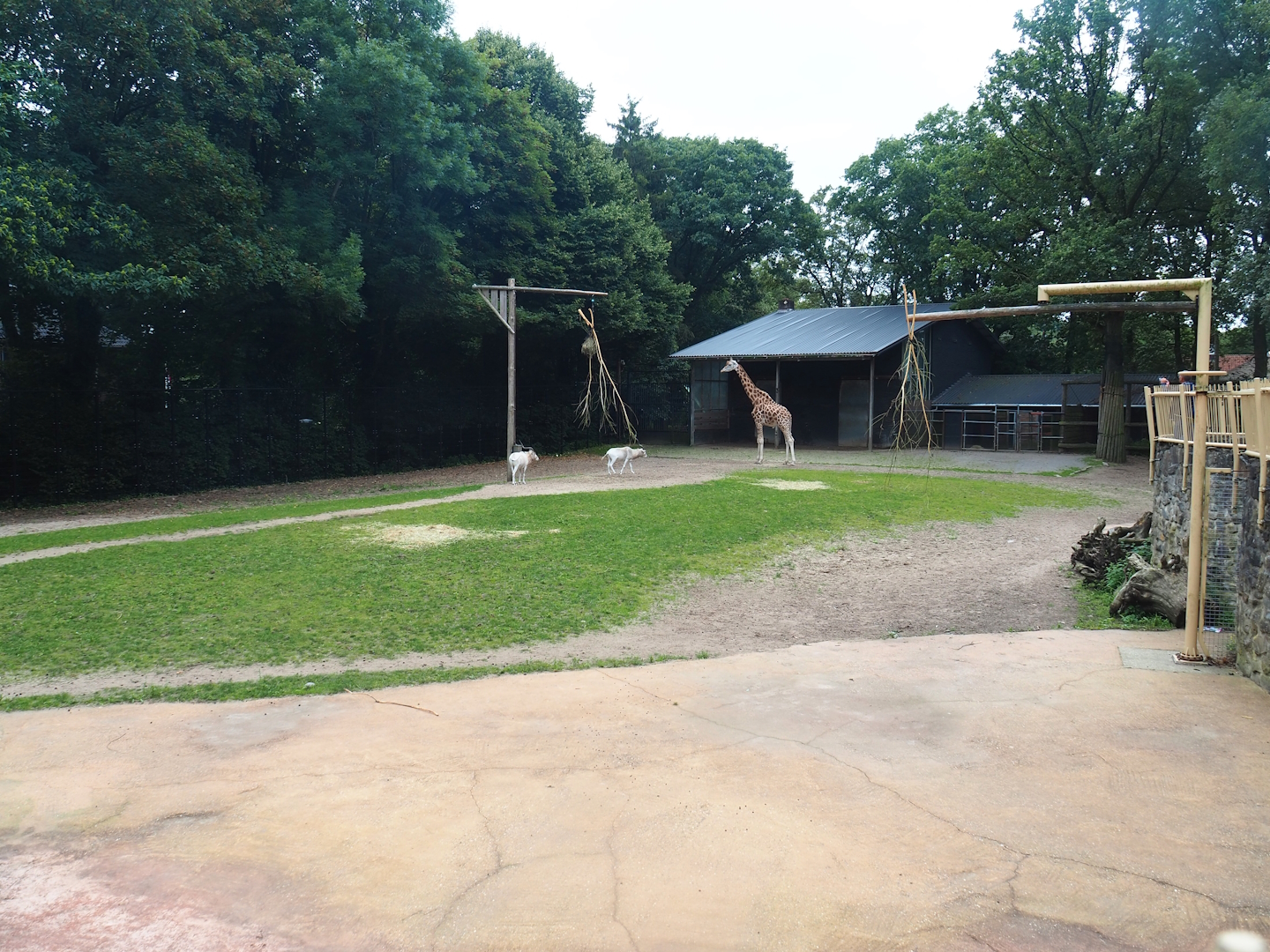 Addax, Kordofan giraffe and Rothschild's giraffe paddock, 2023-08-17
